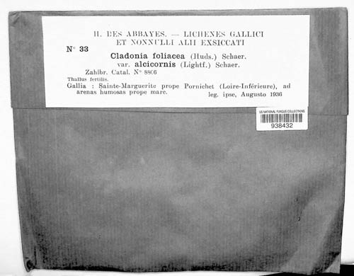 Cladonia foliacea image